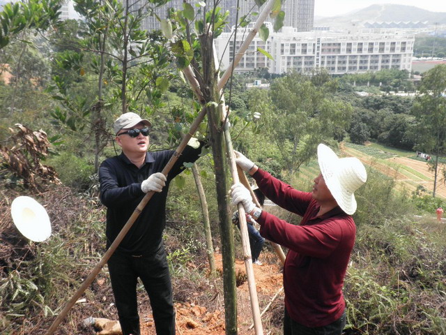 现场植树