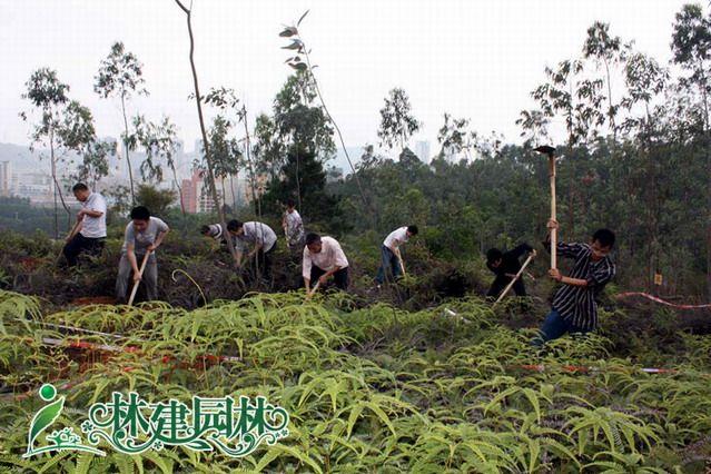 植树中...